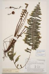 Nephrolepis cordifolia ‘Plumosa’. Herbarium specimen from Tauranga, WELT P020960, showing a tuber, and primary pinnae with pinnatisect apices.
 Image: B. Hatton © Te Papa CC BY-NC 3.0 NZ